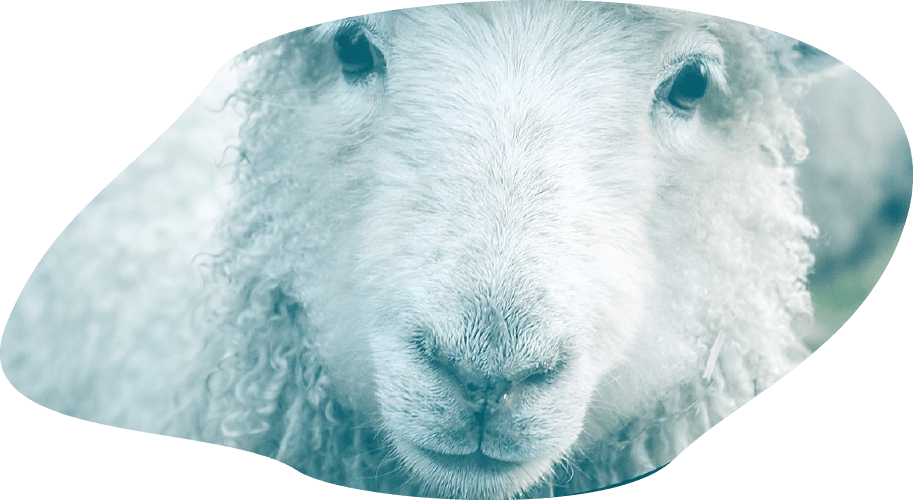 Photo d'un mouton